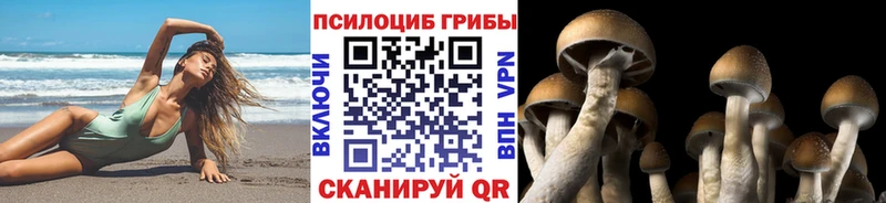 закладки  Петухово  Галлюциногенные грибы Psilocybe 